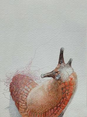 Limace